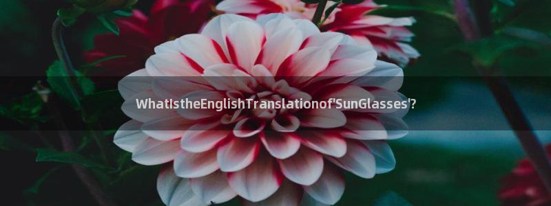 卧龙娱乐气垫项目投资